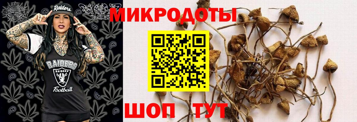 Галлюциногенные грибы Psilocybe Петрозаводск